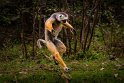 132 Andasibe Mantadia NP, diadeemsifaka